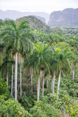 Fototapeta premium Palmeras tropicales en el Valle de Viñales, en la isla de Cuba
