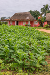 Fototapeta na wymiar Plantaciones de tabaco y casas de madera en el Valle de Viñales, Cuba