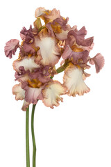 iris flower isolated