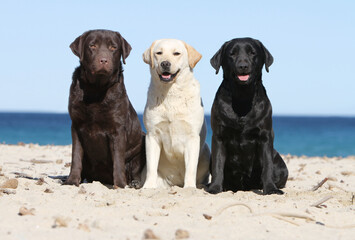 Trois différente couleur de Labrador retriever assis sur la plage 