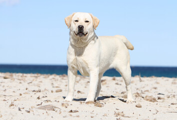 Labrador retriever jaune debout sur la plage 