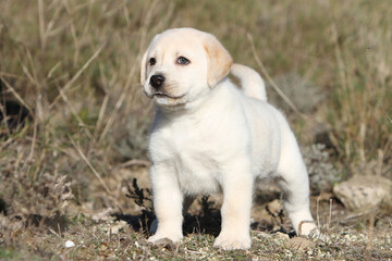 Mignon chiot Labrador retriever jaune debout attentif 