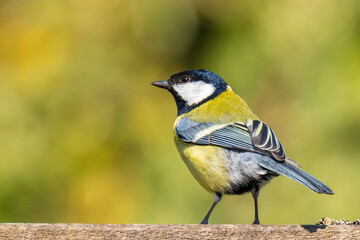 Parus major Great tit bird closeup