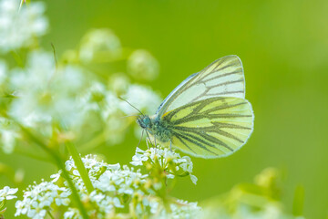 Green-veined white butterfly, Pieris napi, resting in a meadow on Anthriscus sylvestris, known as cow parsley