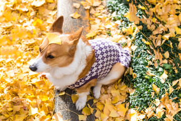 beautiful corgi dog puppy with the yellow maple leaves on his head in the early autumn atmosphere  of a Golden and red maple in the Park. Dogs have yellowing leaves on their foreheads in the fall.
