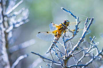 Close-up of a four-spotted chaser Libellula quadrimaculata dragonfly cool concept