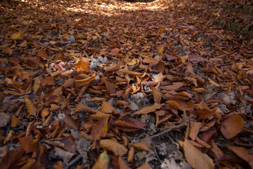 autumn leaves on the ground, forest path