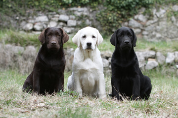 Trois différentes couleurs de Labrador retriever assis dans un jardin 