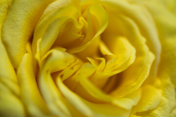 a close up of a beautiful yellow rose