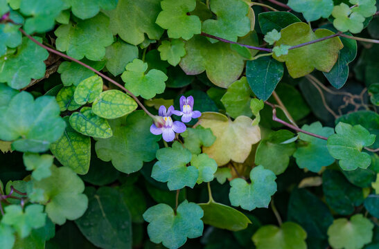 Close-up of Cymbalaria muralis common names Ivy-leaved toadflax or Kenilworth Ivy on stone wall in Sochi park.