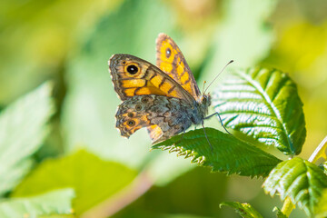 Wall Brown butterfly, Lasiommata megera, feeding on flowers