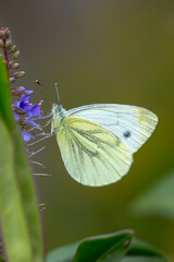 Pieris brassicae, the large white or cabbage butterfly pollinating