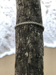 tree on a beach