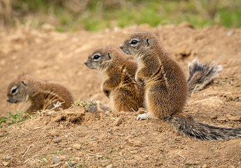 Ground squirrels on the lookout at the Mountain Zebra Park in South Africa
