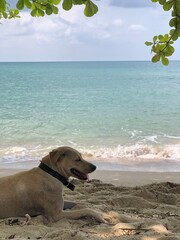 dog in the sea