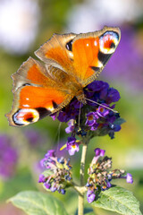 Fototapeta na wymiar Aglais io, peacock butterfly feeding nectar from a purple butterfly-bush in garden.