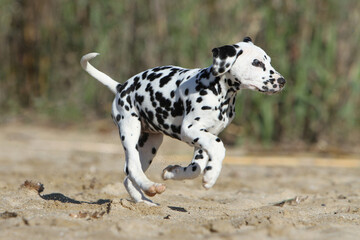 Chiot Dalmatien qui court dans le sable