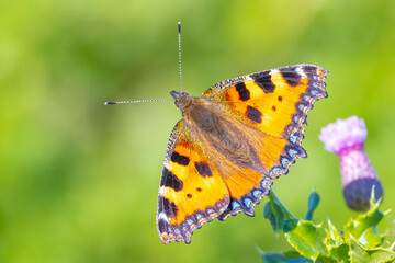 Aglais urticae, small tortoiseshell butterfly top view, open wings