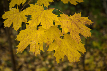 Yellow maple leaves