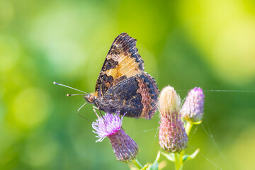 Aglais urticae, small tortoiseshell butterfly isolated by nature