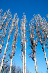 Tall pyramidal poplars in winter without leaves on a background of blue sky.
