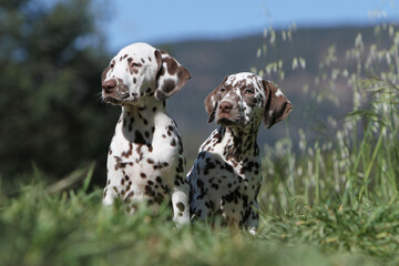 deux chiot Dalmatien assis