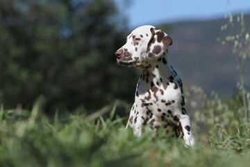Dalmatien assis qui regarde a gauche