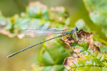 Detail closeup of a western willow emerald damselfly Chalcolestes viridis