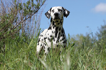 Dalmatien regardant au loin 