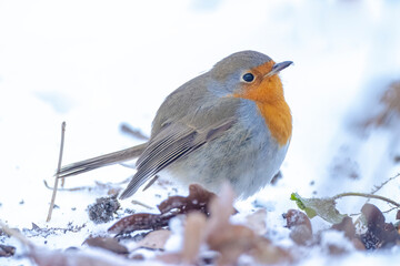 European robin bird Erithacus rubecula foraging in snow, cold Winter setting.