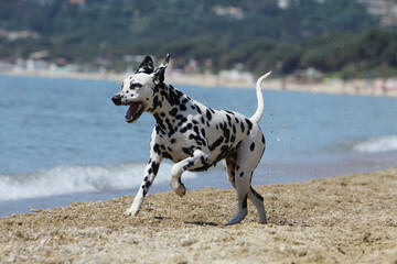 Dalmatien qui cour au bord de la mer