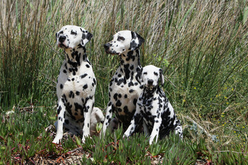 Famille Dalmatien assis