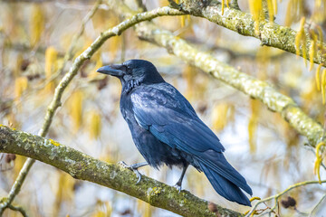 Closeup of a carrion crow Corvus corone black bird perched in a tree
