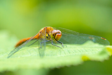 Closeup of a female Ruddy darter Sympetrum sanguineum resting in sunlight in a meadow
