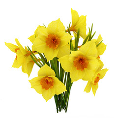 Yellow bouquet narcissus isolated on white