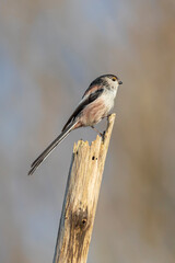 Fototapeta premium Closeup of a long-tailed tit or long-tailed bushtit, Aegithalos caudatus, bird foraging in a forest