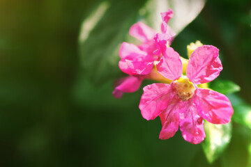Obraz premium False heather or Mexican heather, Elfin herb, Scientific name Cuphea hyssopifolia, Pink purple color, Little flower beautiful in garden on green blurred background and morning light with copy space.