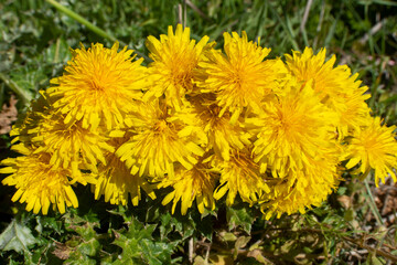 Flores silvestres amarillas, diente de león