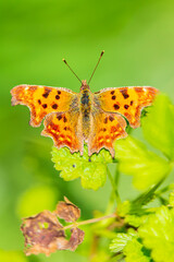 Comma butterfly Polygonia c-album resting top view