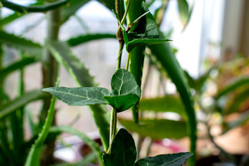 Zielone liście domowej rośliny doniczkowej z bliska