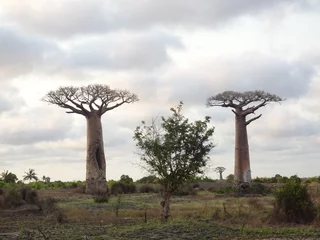 Deurstickers Two large baobab trees in the wilderness (Morondava, Madagascar) © marimos