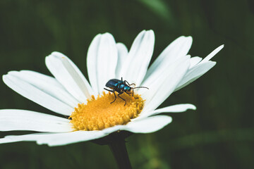 K&auml;fer auf G&auml;nsebl&uuml;mchen