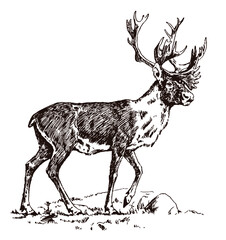Threatened caribou stag, rangifer tarandus in side view walking, after antique illustration © M