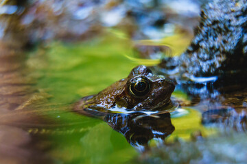 Frosch