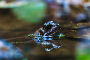 Frosch