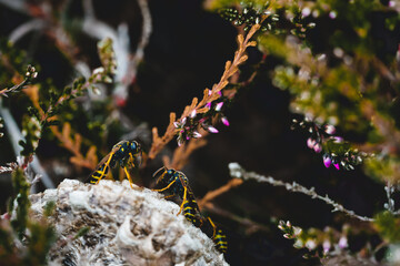 Hausbau im Insektenreich