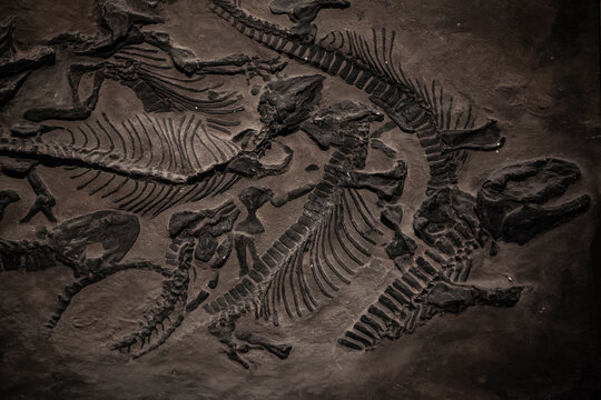image of paleontological museum stone dinosaur 
