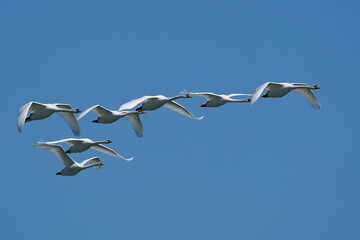 Mute swan (Cygnus olor)