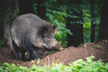 Wildschwein
