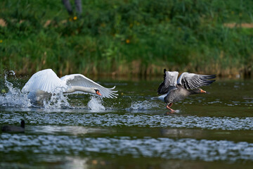 Mute swan (Cygnus olor)